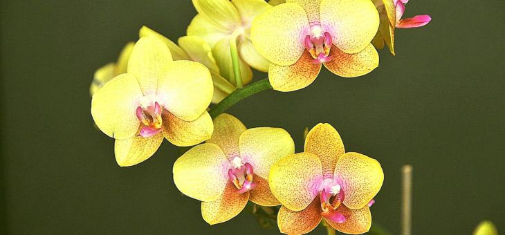 Способы размножения орхидеи